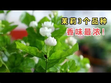 陽台種茉莉花風水|茉莉花風水寓意與作用